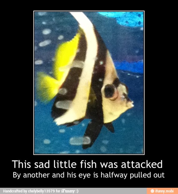 foes id I
This sad little fish was attacked
By another and his eye is halfway pulled out - This sad little fish was attacked
By another and his eye is halfway pulled out