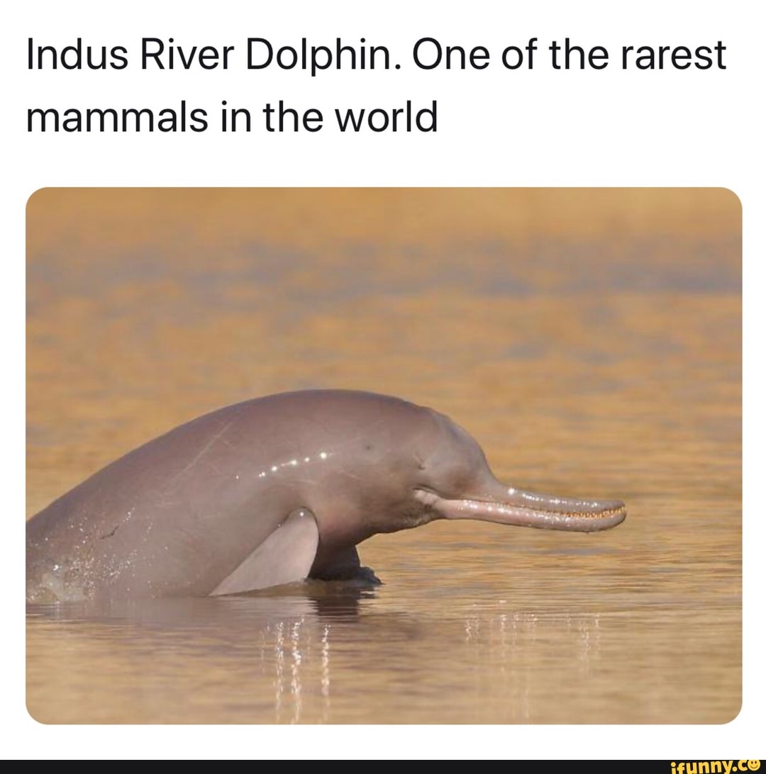 Индийская афоризма картинки очень милого дельфина