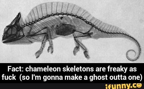 Fact: chameleon skeletons are freaky as
fuck (so I'm gonna make a ghost outta one) - Fact: chameleon skeletons are freaky as fuck (so I'm gonna make a ghost outta one)