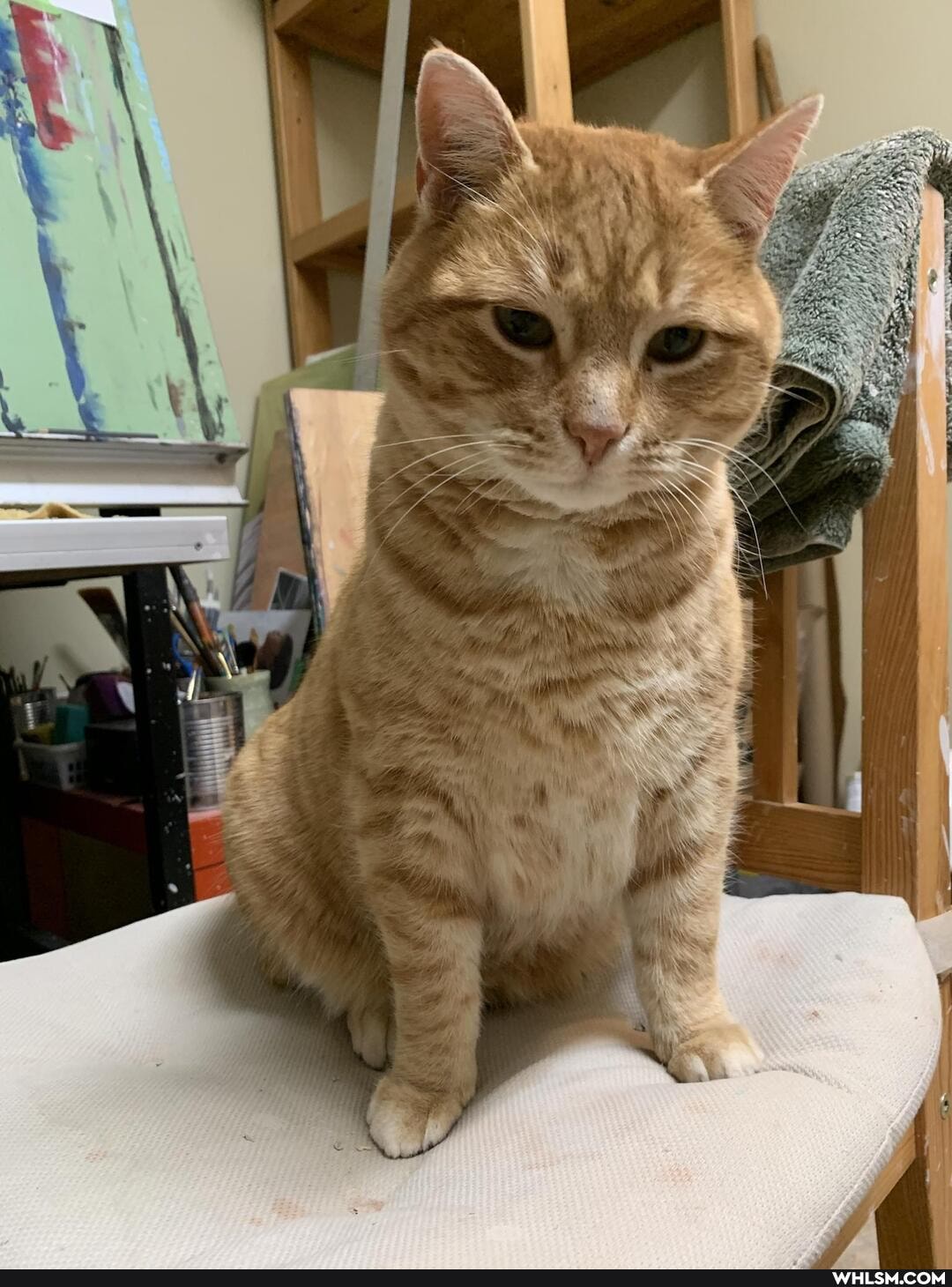 cat, pets, wholesome