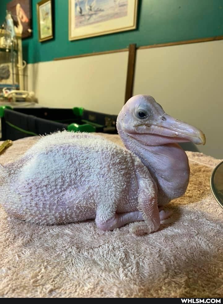 birds, baby_animals, rescue, pelican