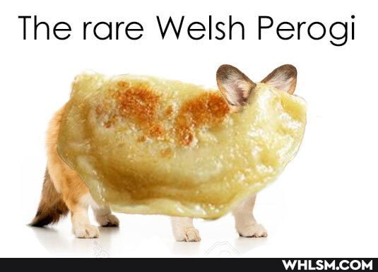 The rare Welsh Perogi