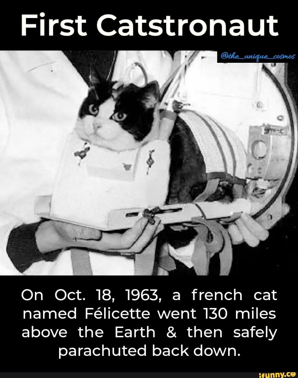 Кошка полетевшая в космос. Кошка Фелисетта в космосе. Коты летали в космос. Первый кот в космосе.