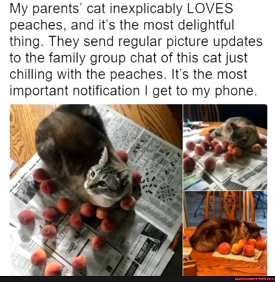 My parents' cat inexplicably LOVES peaches, and it's the most delightful thing. They send regular picture updates to the family group chat of this cat just chilling with the peaches. It's the most important notification I get to my phone.
Re