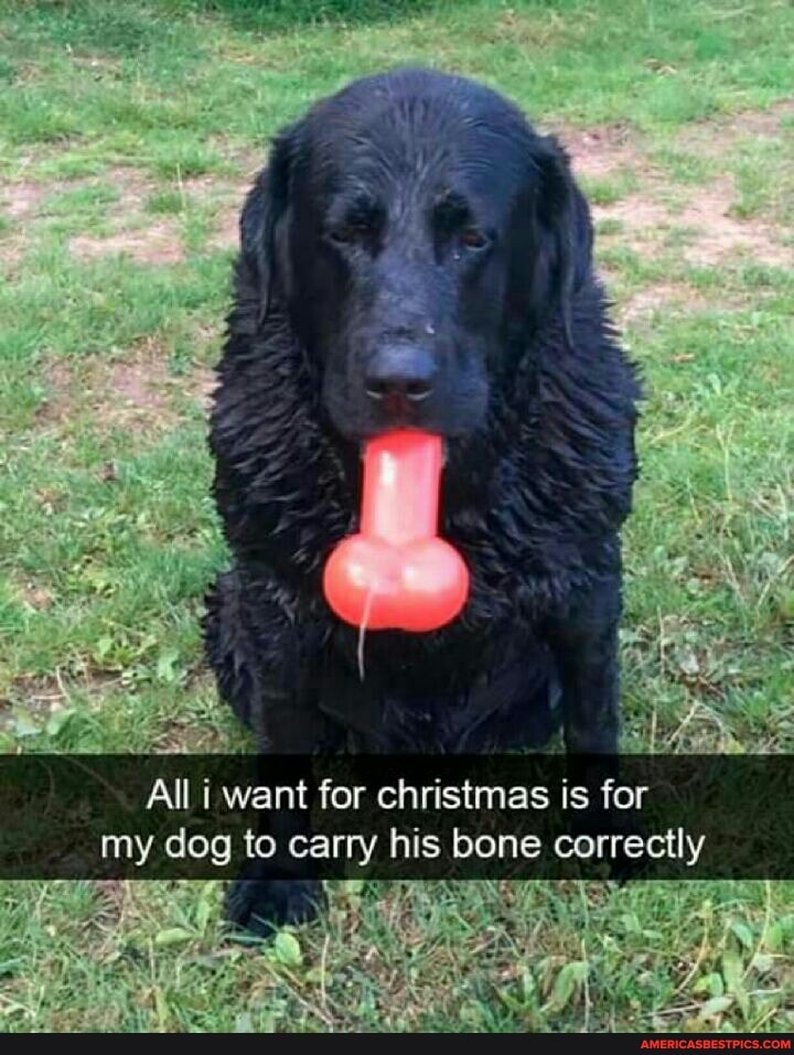 All i want fer christmas is for my dog to carry his bone correctly