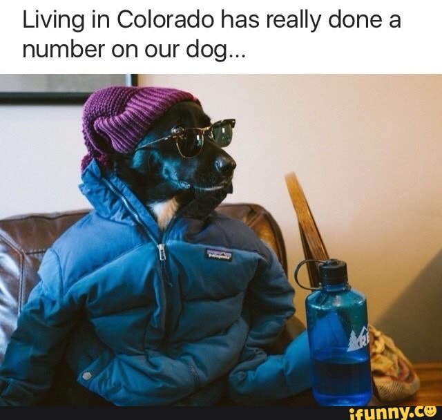Living in Colorado has really done a number on our dog...