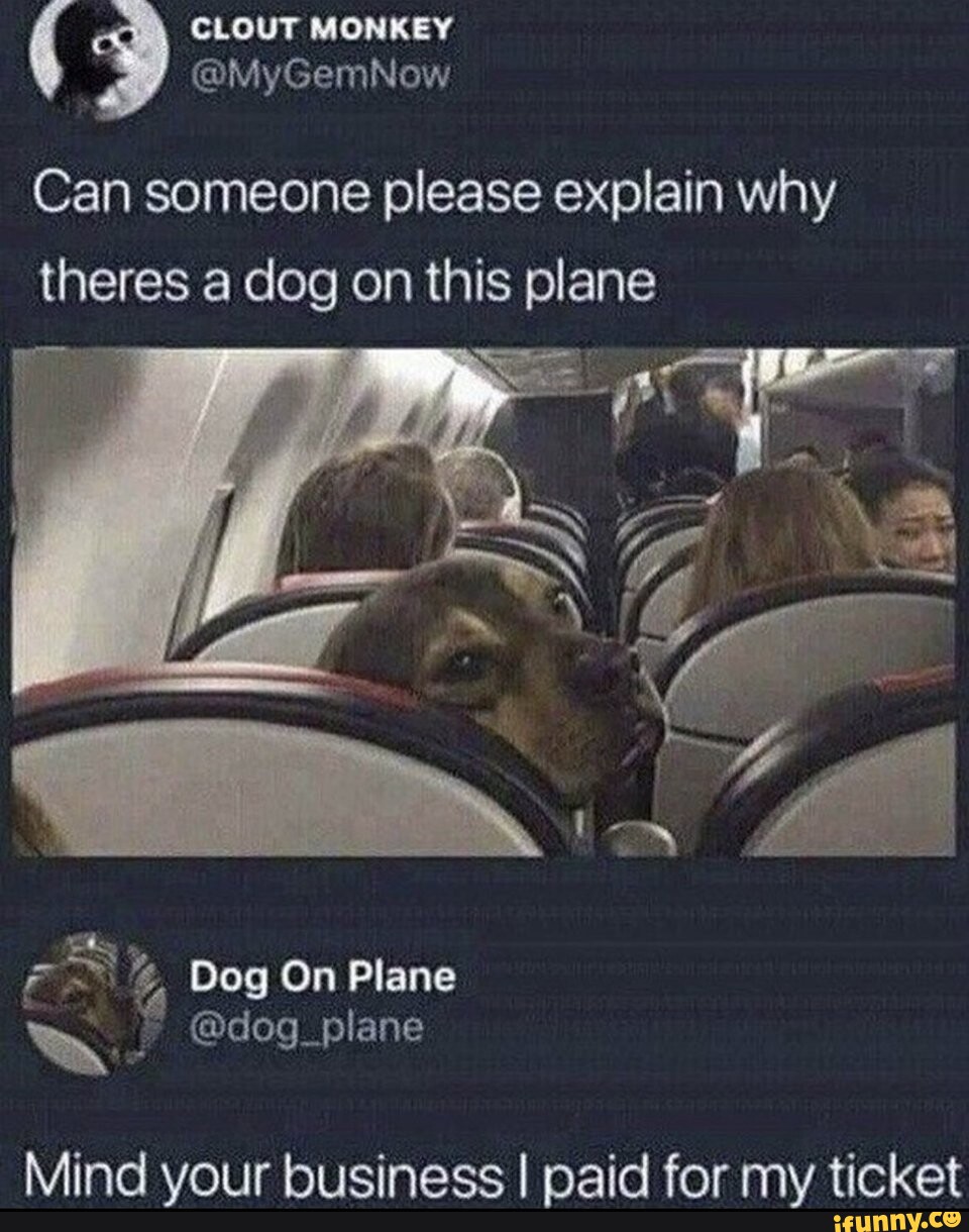 Clout Monkey @Mygemnow Can Someone Please Explain Why Theres A Dog On This  Plane Dog On Plane Mind Your Business I Paid For My Ticket - Ifunny