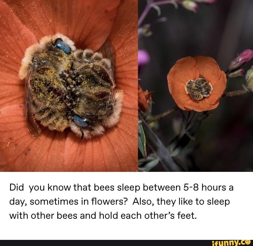 Did you know that bees sleep between 58 hours a day, sometimes in