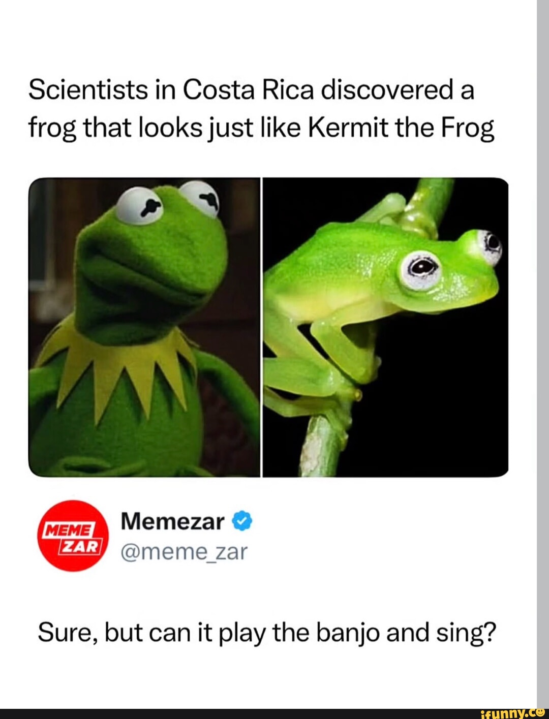 Scientists in Costa Rica discovered a frog that looks just like Kermit ...