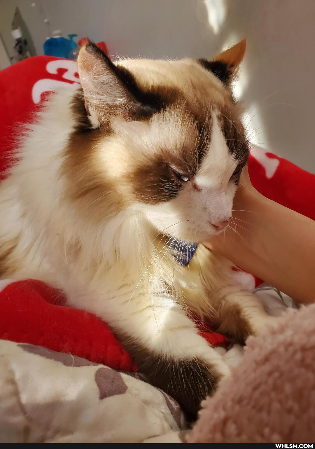 cat, aww, caturday