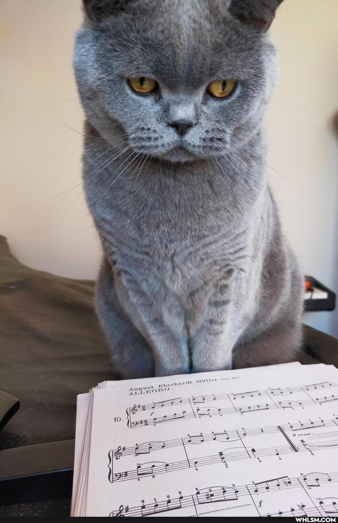 funny, cat, pets