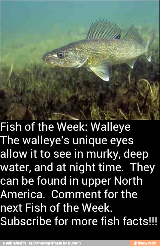 an of the Week: Walleye
The walleye's unique eyes
allow it to see in murky, deep
water, and at night time. They
can be found in upper North
America. Comment for the
next Fish of the Week.
Subscribe for more fish facts!!!