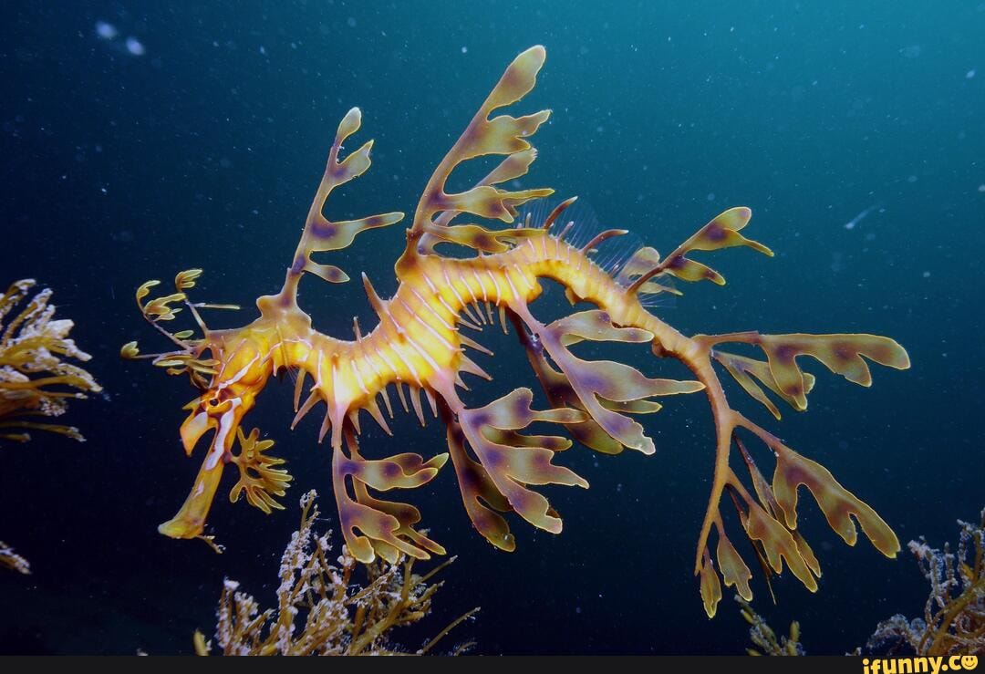 leafy, sea, dragon