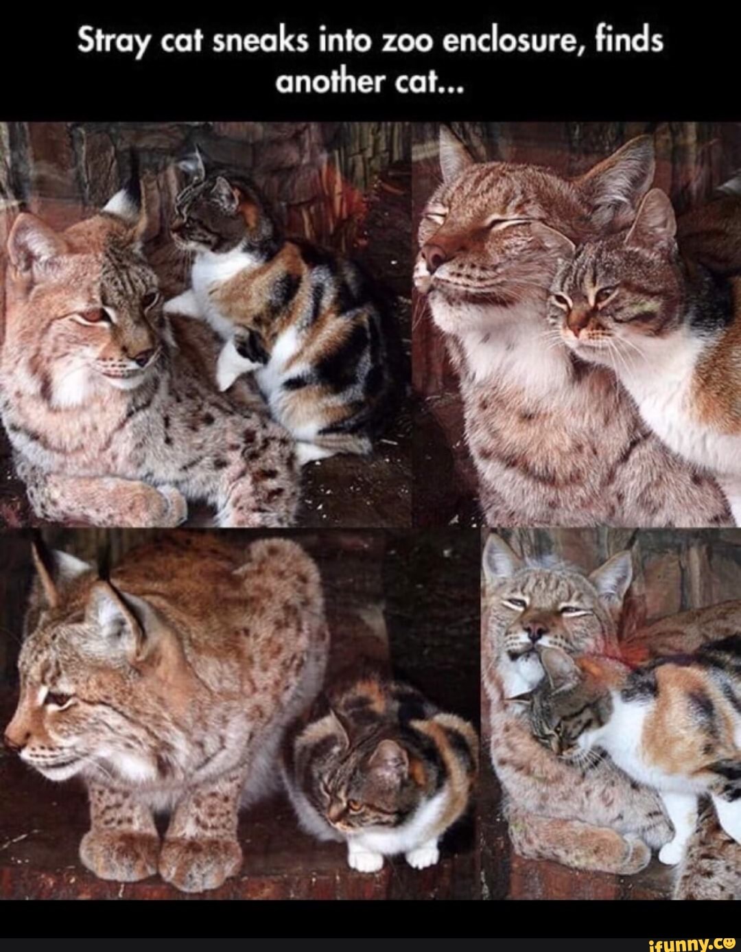 Stray cat sneaks into zoo
enclosure, finds
another cat...
