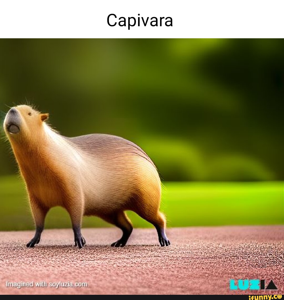 MEMES EM IMAGENS -SANTA CAPIVARA 