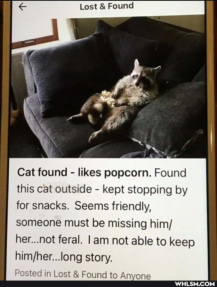 Lost & Found
Cat found - likes popcorn. Found this cat outside - kept stopping by for snacks. Seems friendly, someone must be missing him/ her...not feral. am not able to keep eng story.