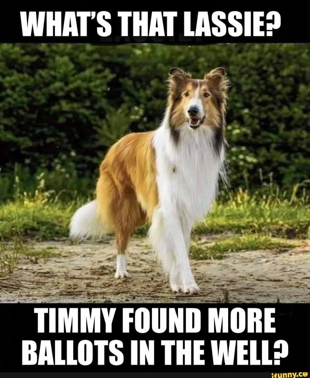 Whats That Lassie Timmy Found More Ballots In The Well Ifunny 
