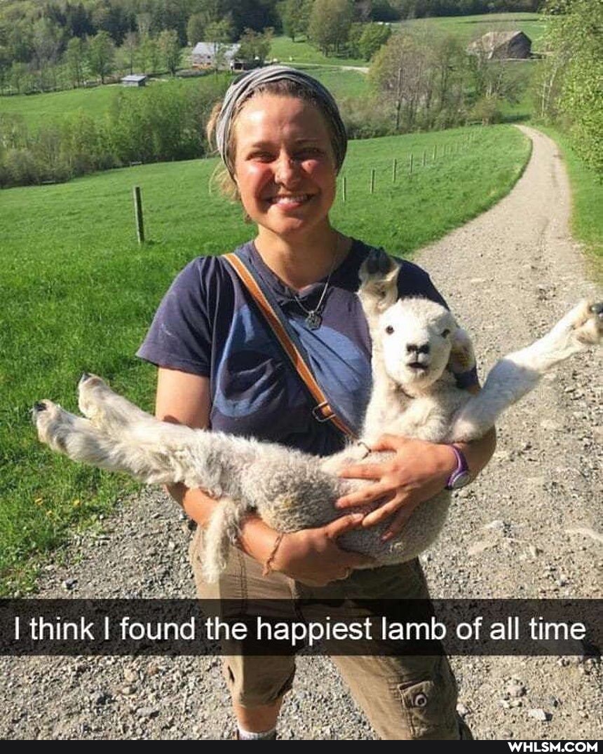 think I found the happiest lamb of all time