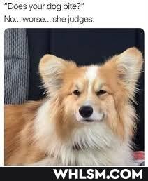 'Does your dog bite?'
No... worse... she ju