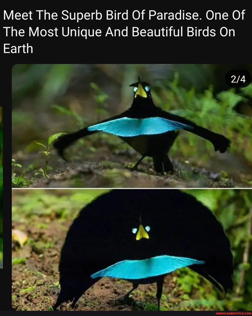 Meet The Superb Bird Of Paradise. One Of The Most Unique And Beautiful ...