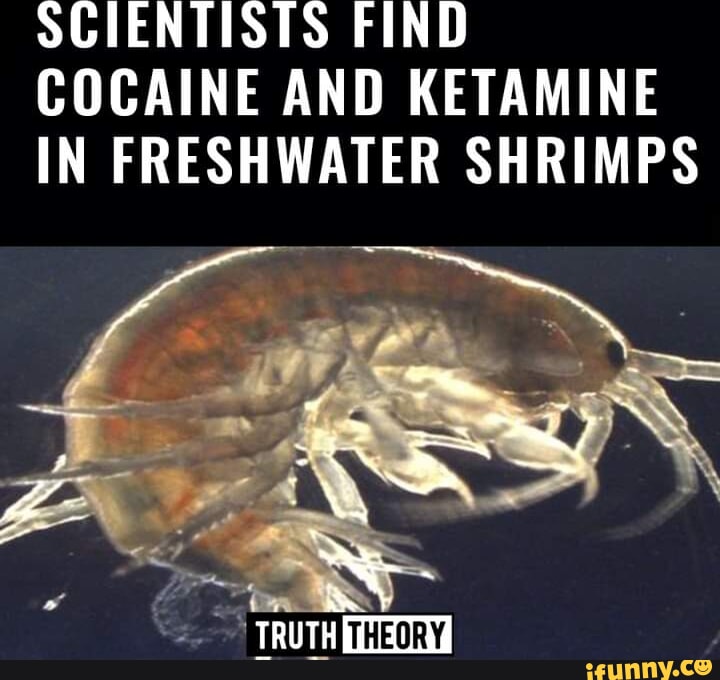 shrimp meme