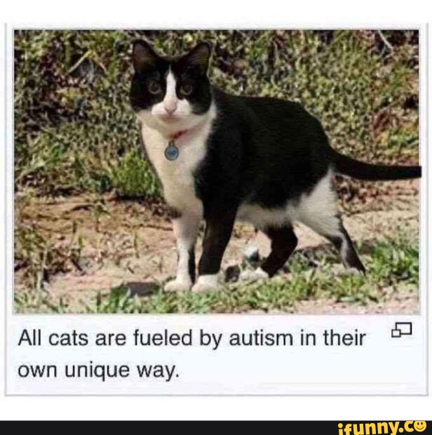 All cats are fueled by autism in their own unique way. - iFunny