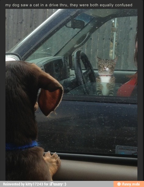 my dog saw a cat in a drive thru, they were both equally confused