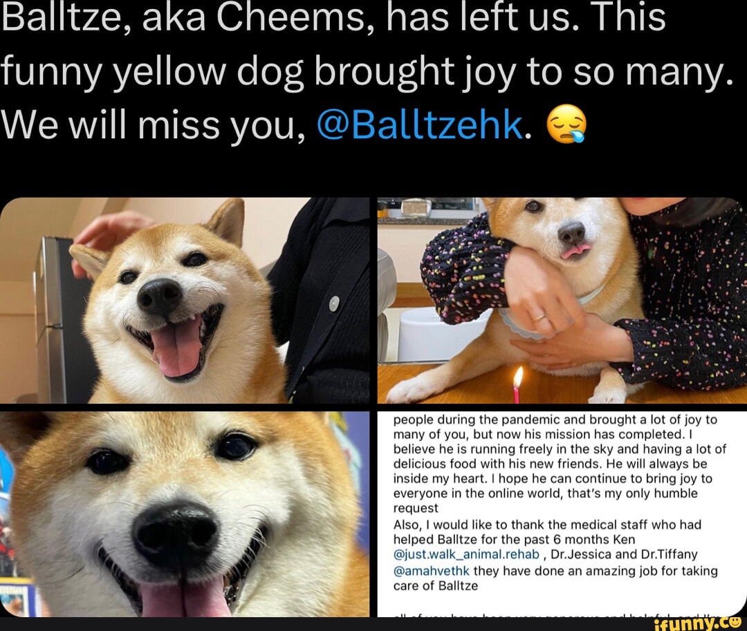 Balltze, aka Cheems, nas left us. This funny yellow dog brought joy to ...