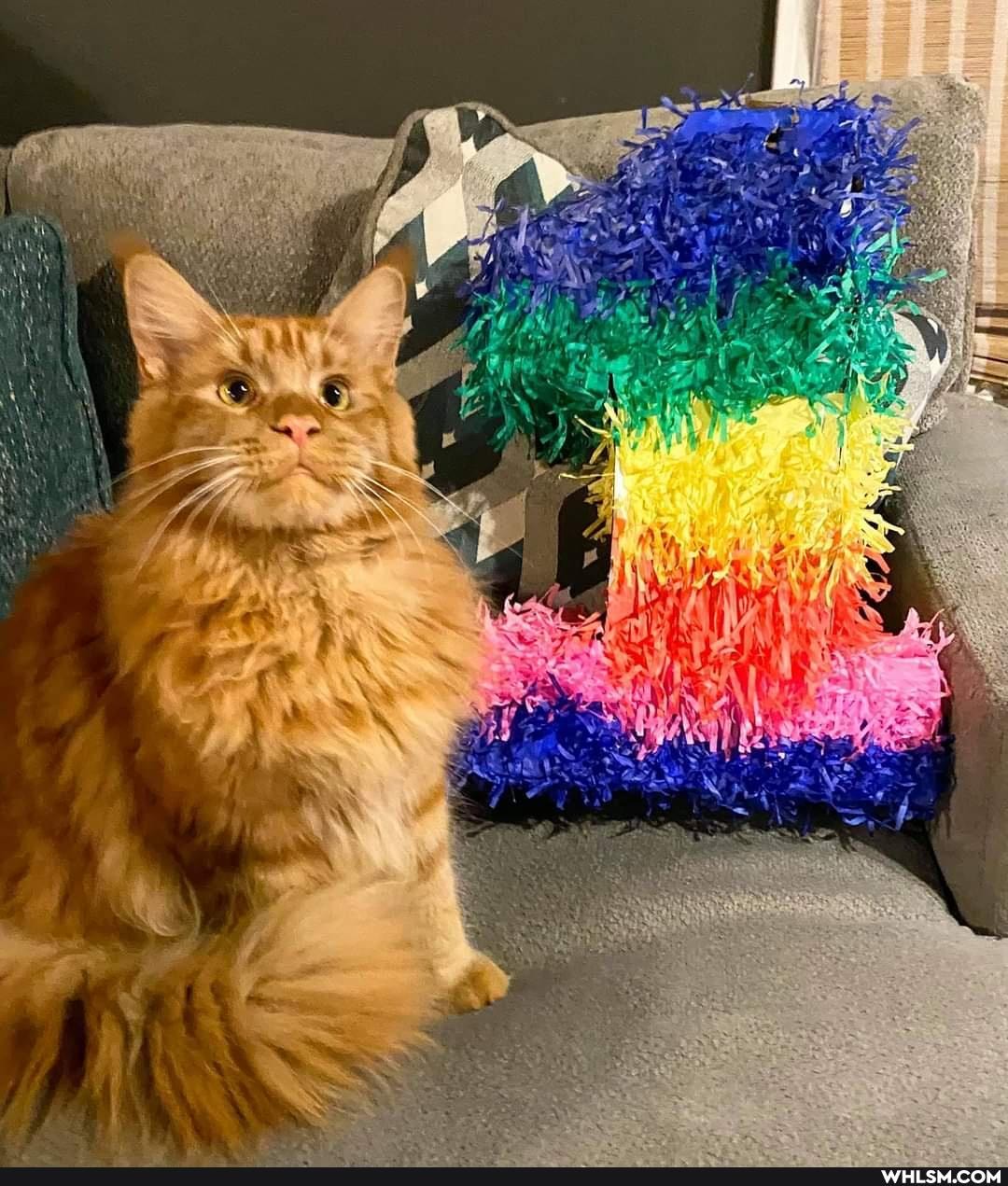 funny, cat, aww