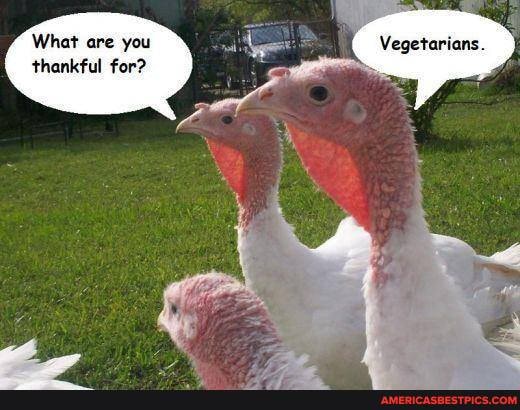 What are you thankful for?
Vegetarians.