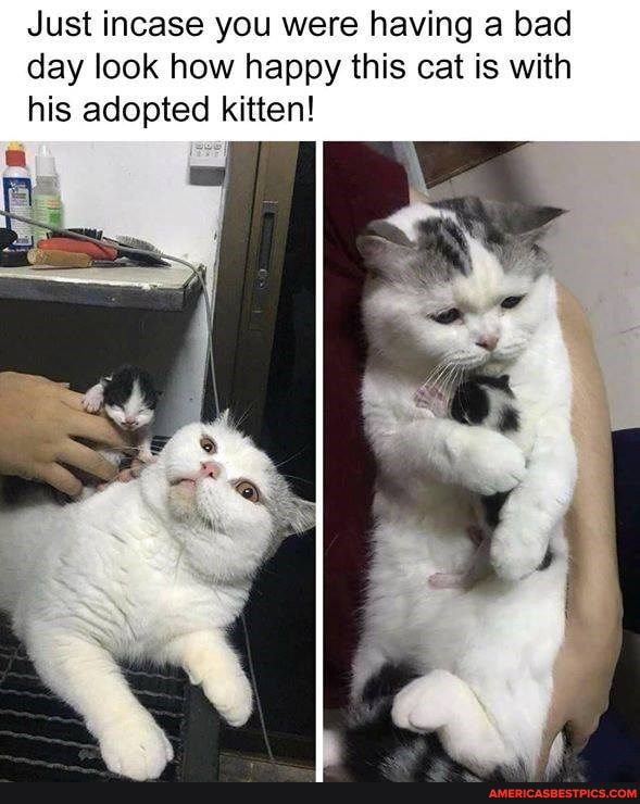 Just incase you were having a bad day look how happy this cat is with
his adopted kitten!