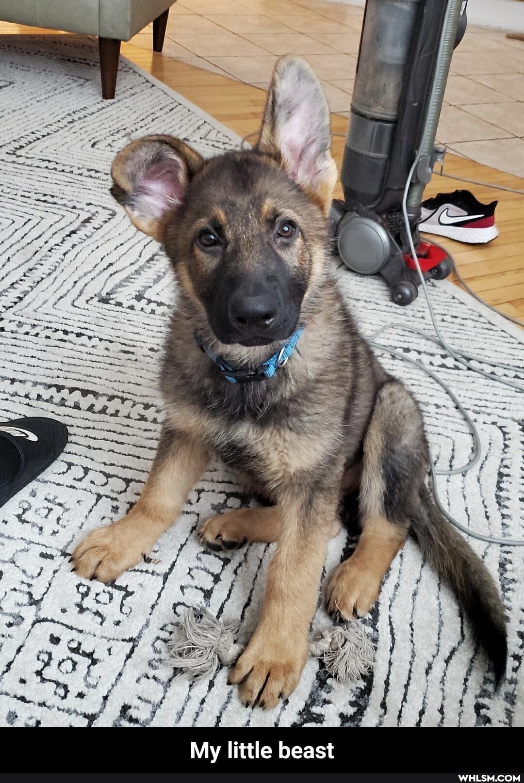 My little beast