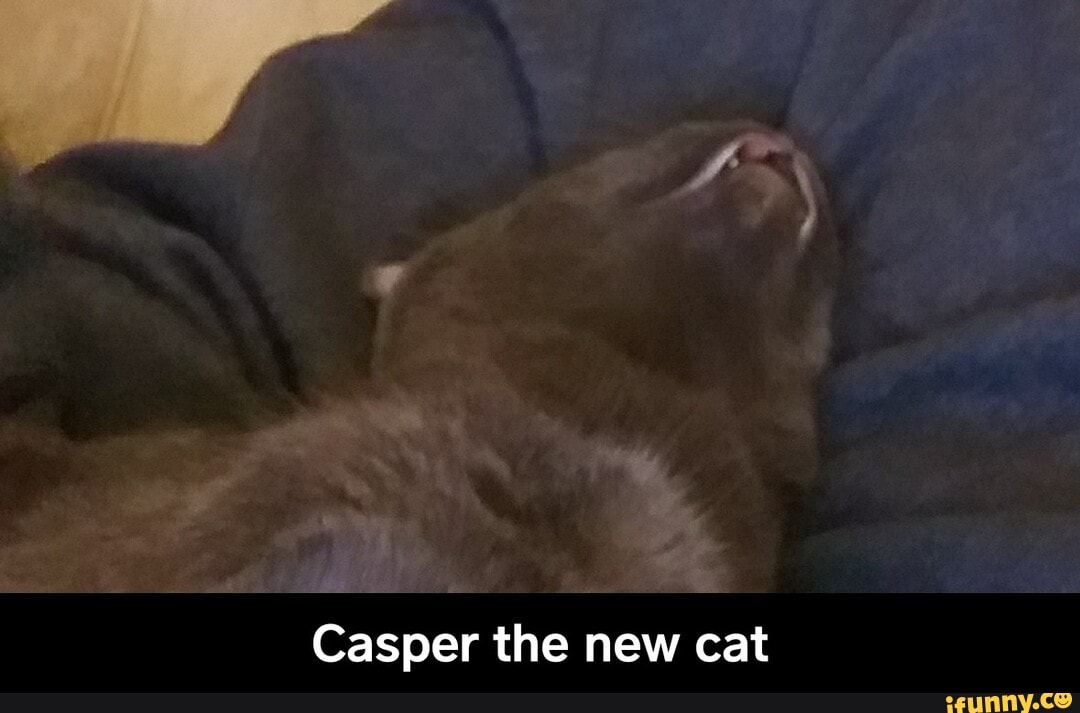 Casper the new cat - Casper the new cat