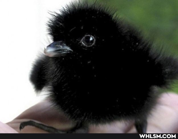 baby_animals