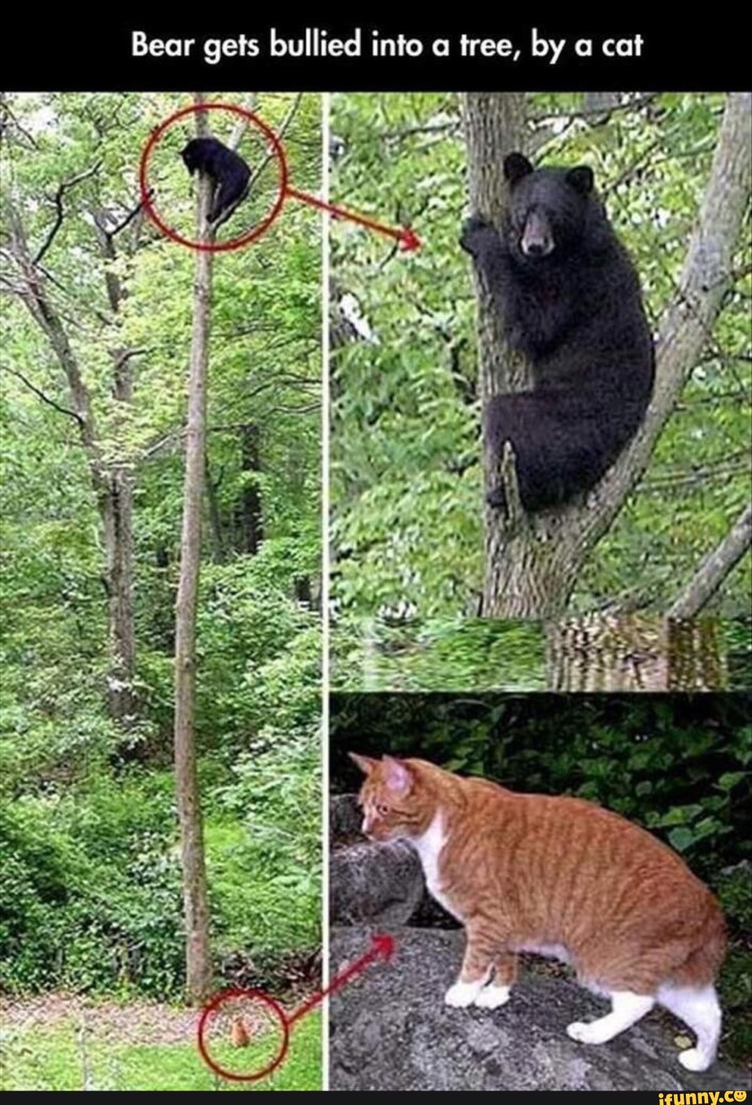 Bear gets bullied into tree, by cat