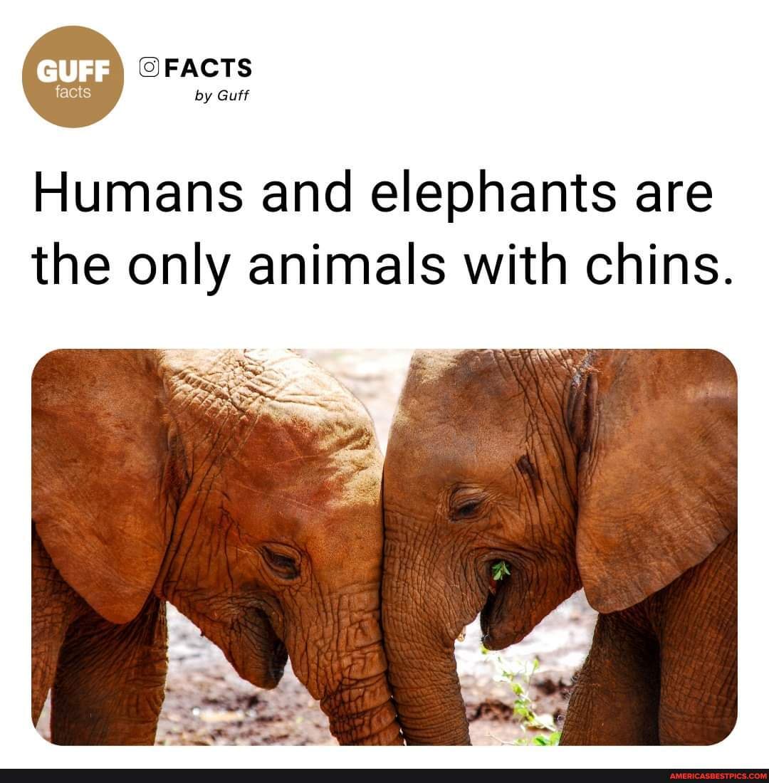 FACTS by Guff Humans and elephants are the only animals with chins ...