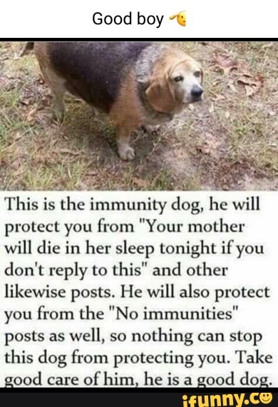 Good boy This is the immunity dog, he will protect you from 