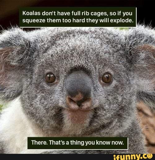 scary koala meme