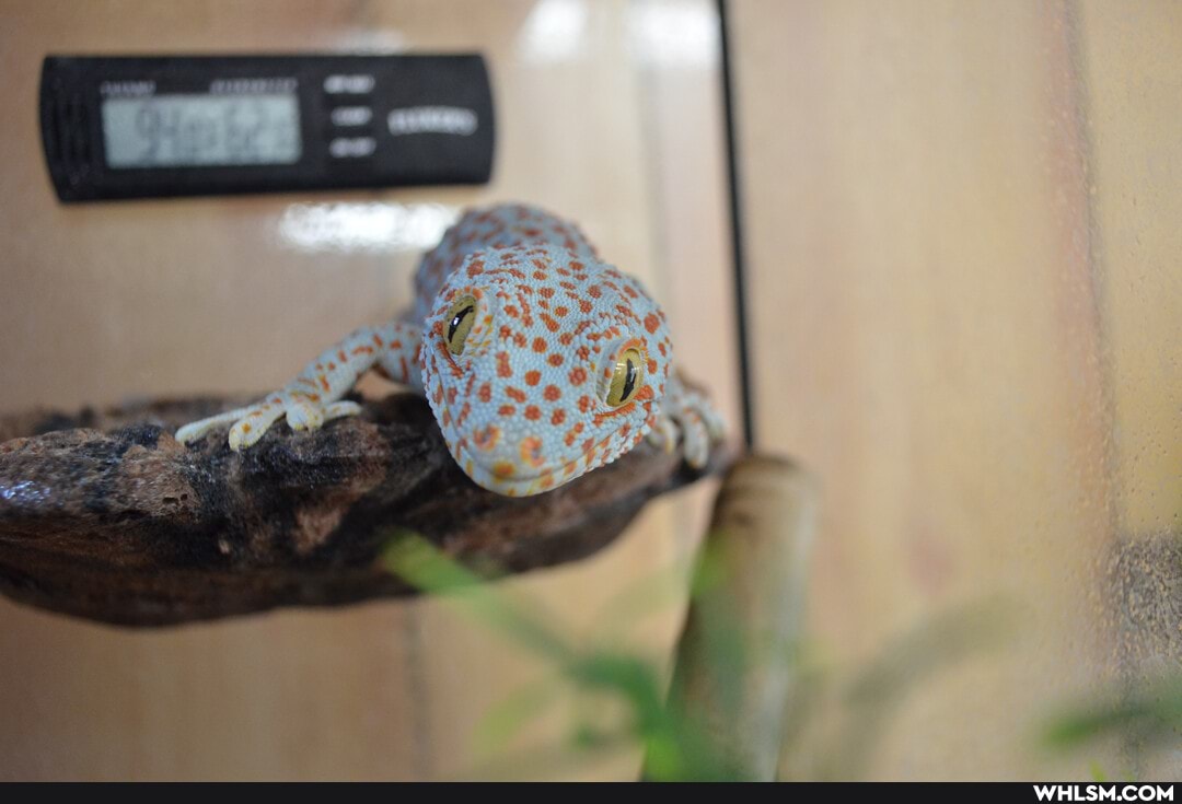 pets, baby_animals, gecko, tokaygecko
