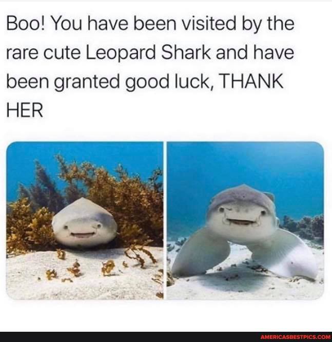 Boo! You have been visited by the rare cute Leopard Shark and have been granted good luck, THANK HER