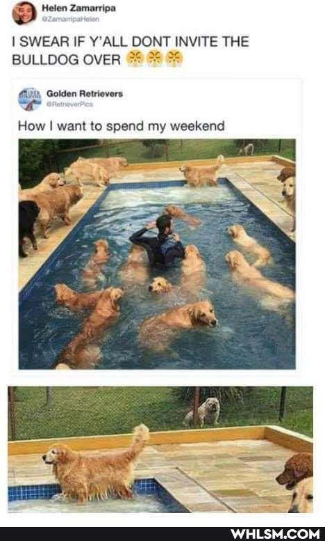 I SWEAR IF Y'ALL DONT INVITE THE BULLDOG OVER
Golden Retrievers
How I want to spend my weekend
