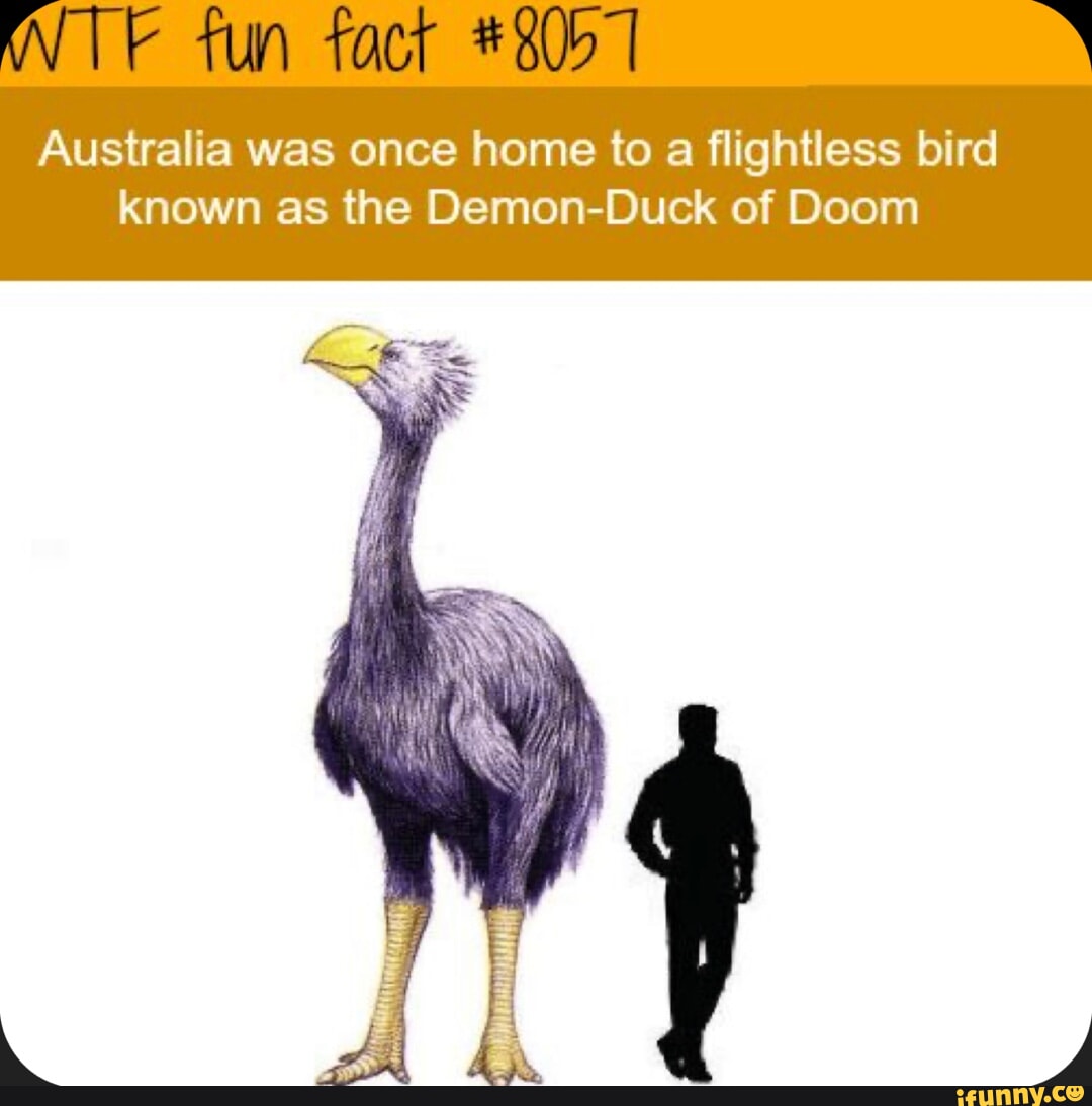 Flightless bird перевод. Flightless dod. Unusual Flightless dod. Funny stories about animals.