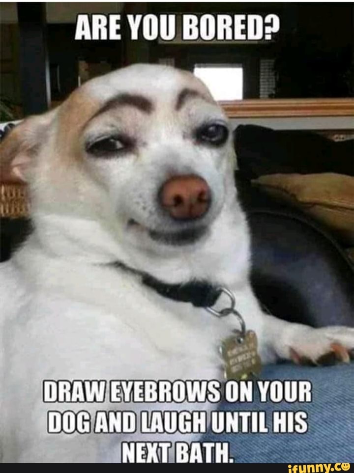 Dogeyebrows memes. Best Collection of funny Dogeyebrows pictures on iFunny  Brazil