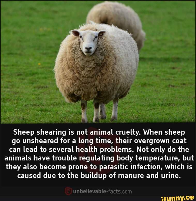 Sheep shearing is not animal cruelty. When sheep go unsheared for a