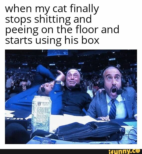 when my cat finally stops shitting and peeing on the floor and starts using his box