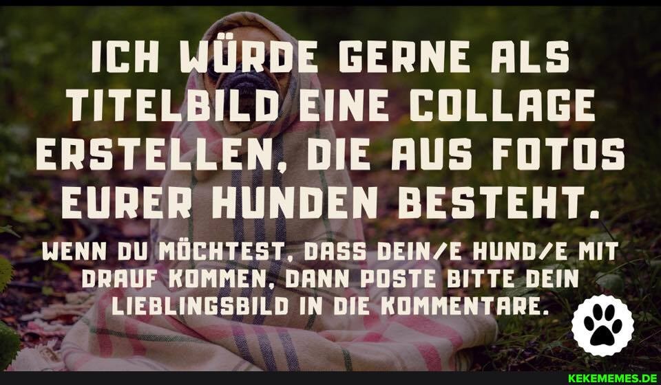 ICH WÜRDE GERNE ALS TITELBILD EINE COLLAGE ERSTELLEN, DIE AUS FOTOS EURER HUNDEN BESTEHT.
WENN DU MÖCHTEST, DASS BEINLE HUNDE MIT DRAUF KOMMEN, DANN PUSTE BITTE -DEIN LIEBLINGSBILD IN DIE KOMMENTARE.