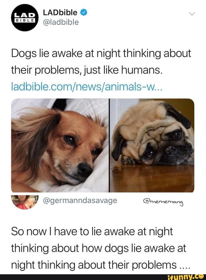 PAY Ladbible @ladbible Dogs lie awake at night thinking about their problems, just like humans