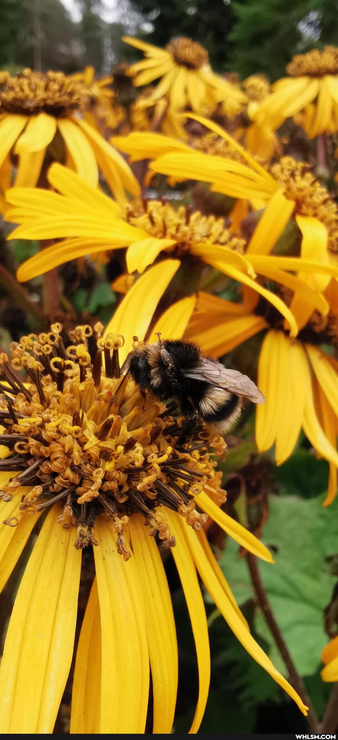 bees, bee, bumblebee, savethebees