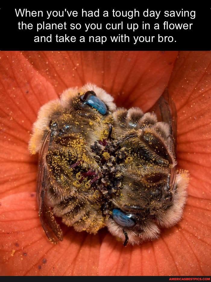 When you've had a tough day saving the planet so you curl up in a flower and take a nap with your bro.
= Ft