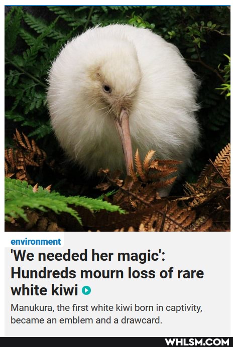 environment
'We needed her magic':
Hundreds mourn loss of rare white kiwi
Manukura, the first white kiwi born in captivity, became an emblem and a drawcard.